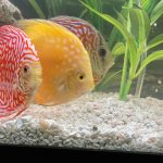 Yellow Rafflesia Discus photo review