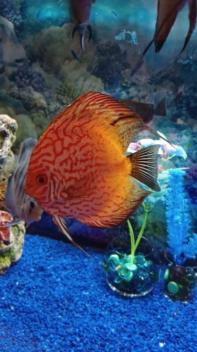 Super Carnation Checkerboard Pigeon Discus, Thick Line photo review