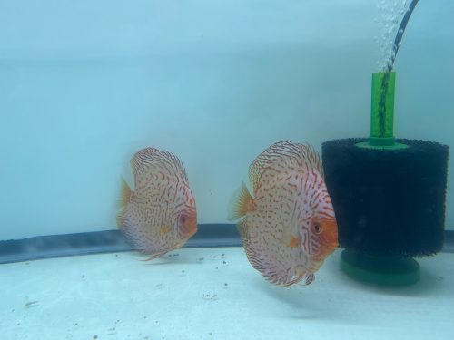 Red Eagle Discus, Wide Pattern, Proven Breeding Pair photo review