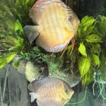 F1 Ica Red Discus photo review