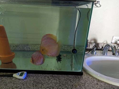 Penang Eruption Discus, Proven Breeding Pair photo review