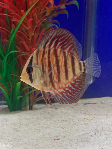 Red Tiger Turquoise Discus photo review