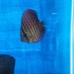 Red F1 Heckel x Alenquer Discus photo review