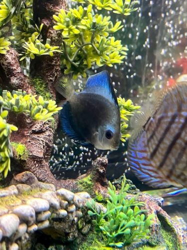 Cobalt Discus With Deep Blue Gene photo review
