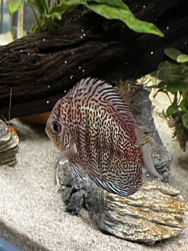 Red Super Eruption Discus, High Body photo review
