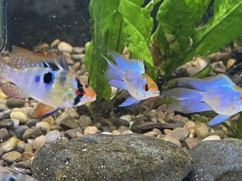 German Electric Blue Chili Ram Cichlid photo review