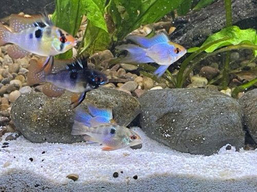 Blue Veiltail Ram 3 pack photo review