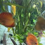 Red Pigeon Snakeskin Discus photo review