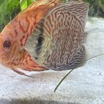 Mosaic Turquoise Discus, Blue Base photo review