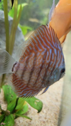 Mosaic Turquoise Discus, Wide Pattern photo review