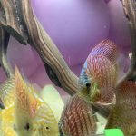 Blue Tiger Carnation Turquoise Discus photo review