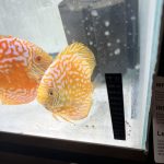 Yellow Rafflesia Discus, Proven Breeding Pair photo review