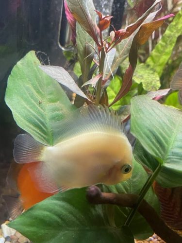 Yellow-Faced Snow White Discus photo review
