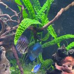 Ocean Green Snakeskin Discus photo review