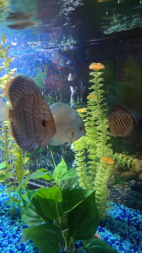 High Bodied Classic Blue Diamond Discus photo review