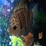 German Red Turquoise Discus, Blue Base photo review