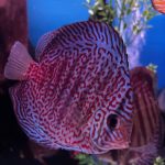 Blue Tiger Snakeskin Discus photo review