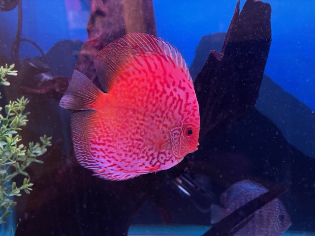 Silver Pigeon Leopard Discus – Discus.com