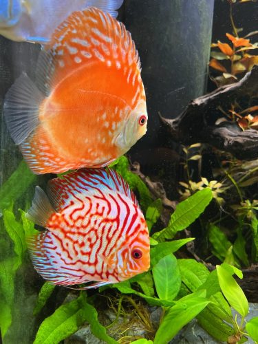 Super Checkerboard Pigeon Discus, Thick Line photo review