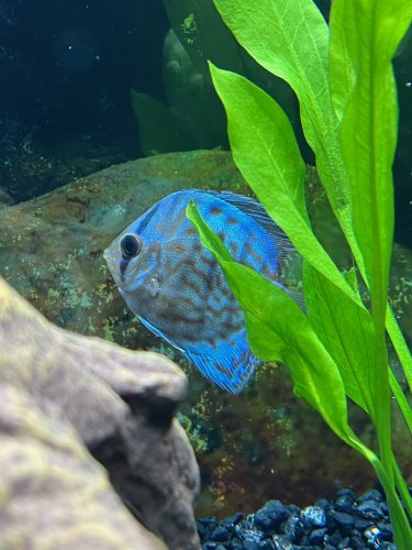 High Bodied Blue Tiger Turquoise Discus photo review