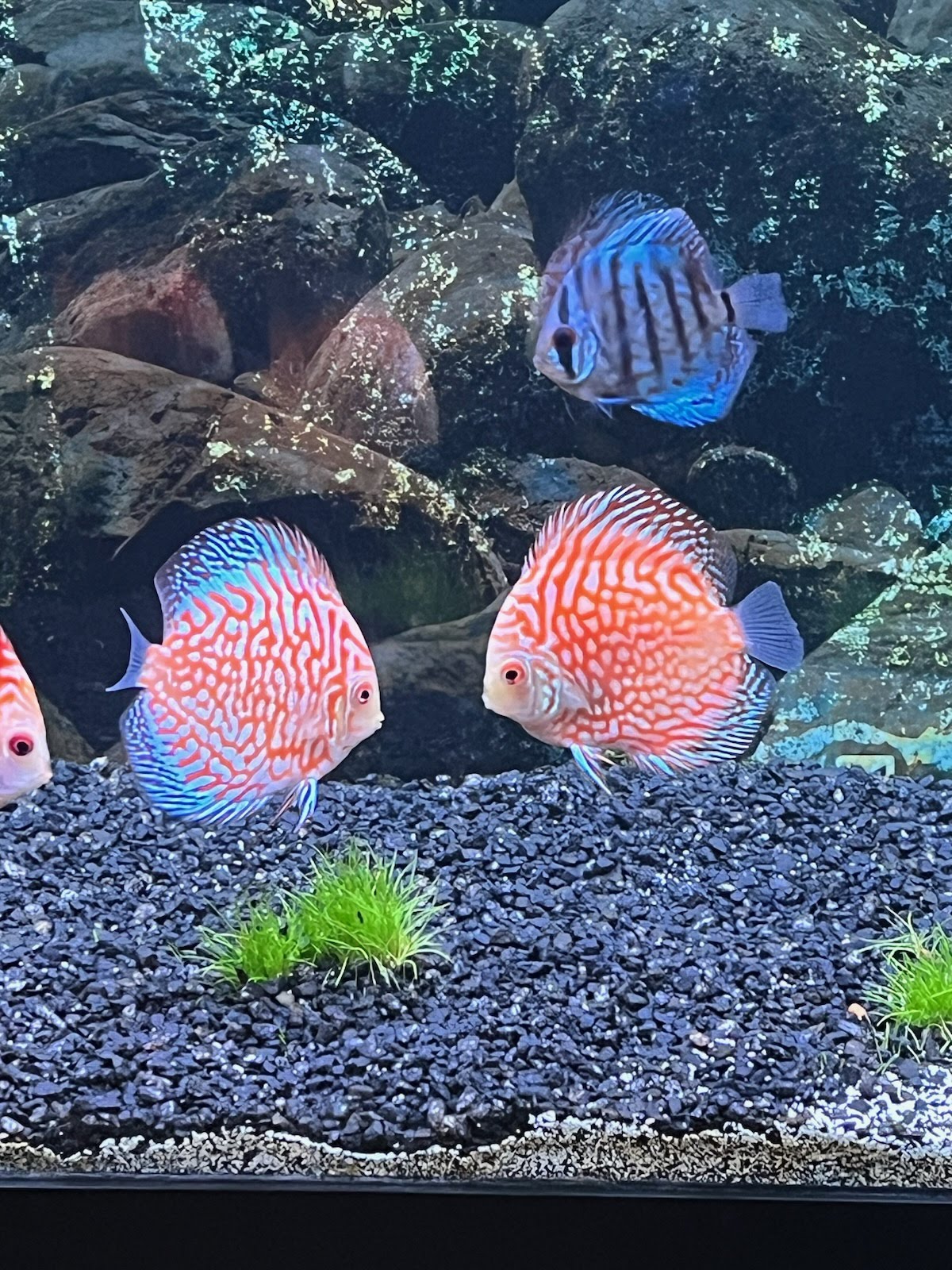 Orange Checkerboard Pigeon Discus – Discus.com