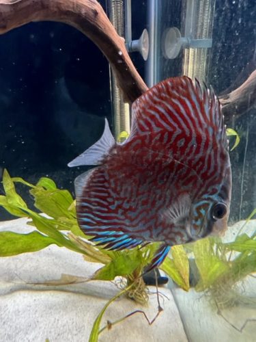 Mosaic Turquoise Discus, Wide Pattern photo review