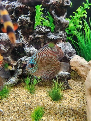 Red Tiger Carnation Turquoise Discus, White Base photo review