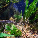 Large Siamese Algae Eater photo review
