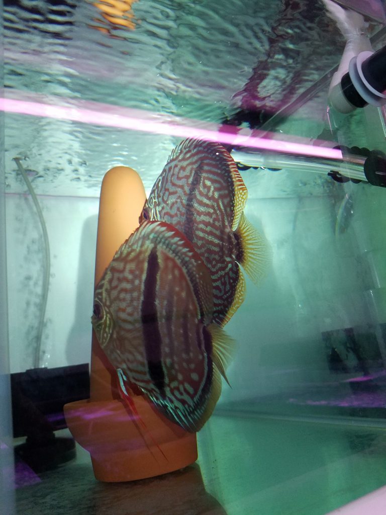 Why are discus fish so difficult to breed?