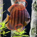 Blue Tiger Turquoise Discus photo review