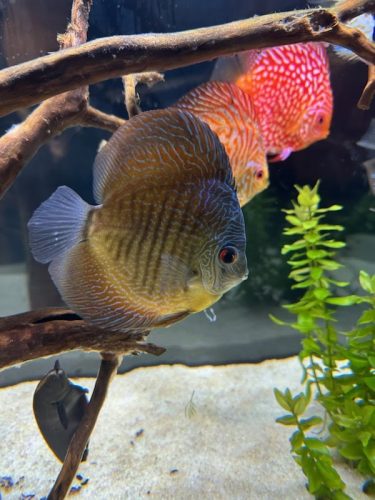 Red Leopard Snakeskin Discus, Blue Base photo review