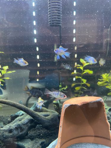 Blue Veiltail Ram 3 pack photo review