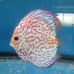 Classic Pigeon Blood Discus photo review