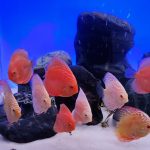 Albino Red Golden Melon Discus photo review