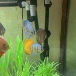 Blue Tiger Carnation Turquoise Discus photo review