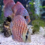 German Red Turquoise Discus, Red Base photo review