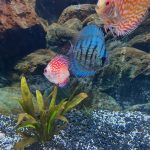 High Bodied Blue Tiger Turquoise Discus photo review