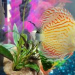 Golden Pigeon Leopard Discus, White Base photo review