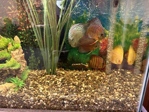 Striated Red Heckel Cross Discus photo review
