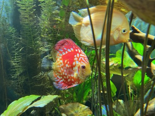Red Panda Discus photo review