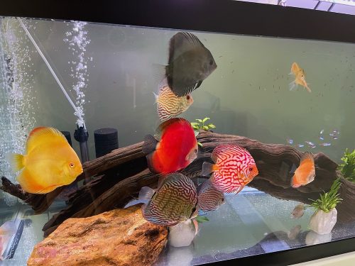 Super Checkerboard Pigeon Discus, Thick Line photo review