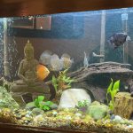 Golden Pigeon Leopard Discus, White Base photo review