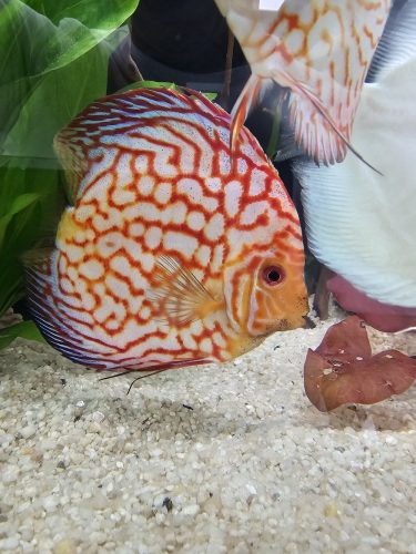 Red Panda Discus, Clustered Pattern photo review