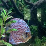 Giant Flora Cross Discus, Turquoise Base photo review
