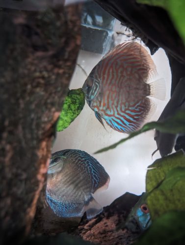 Slate Green Snakeskin Discus photo review