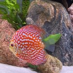 Pearl Pigeon Snakeskin Discus photo review