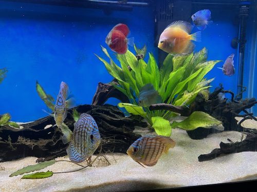 Rose Red Discus, Dark Base photo review