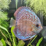 Red Tiger Turquoise Discus photo review