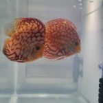 Checkerboard Pigeon Discus, Thick Pattern, Proven Breeding Pair photo review