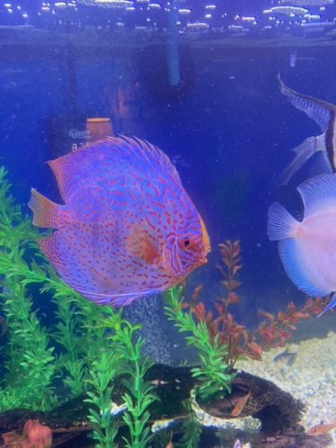 Silver Pigeon Leopard Discus photo review
